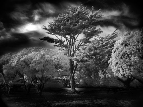 Wind Swept Tree