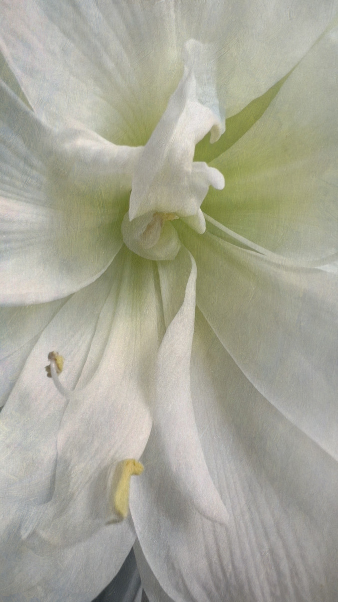 Amaryllis I