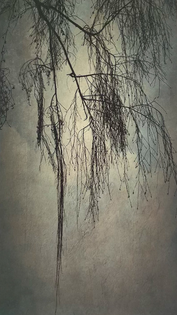 The Weeping Birch