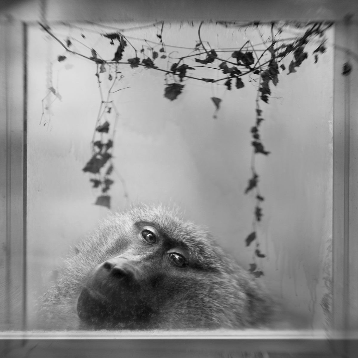 Anne Berry Baboon in Window