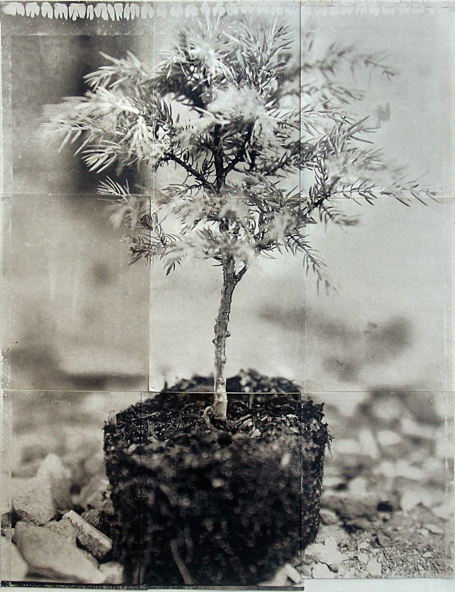 Charles Grogg Bonsai (Rubble)