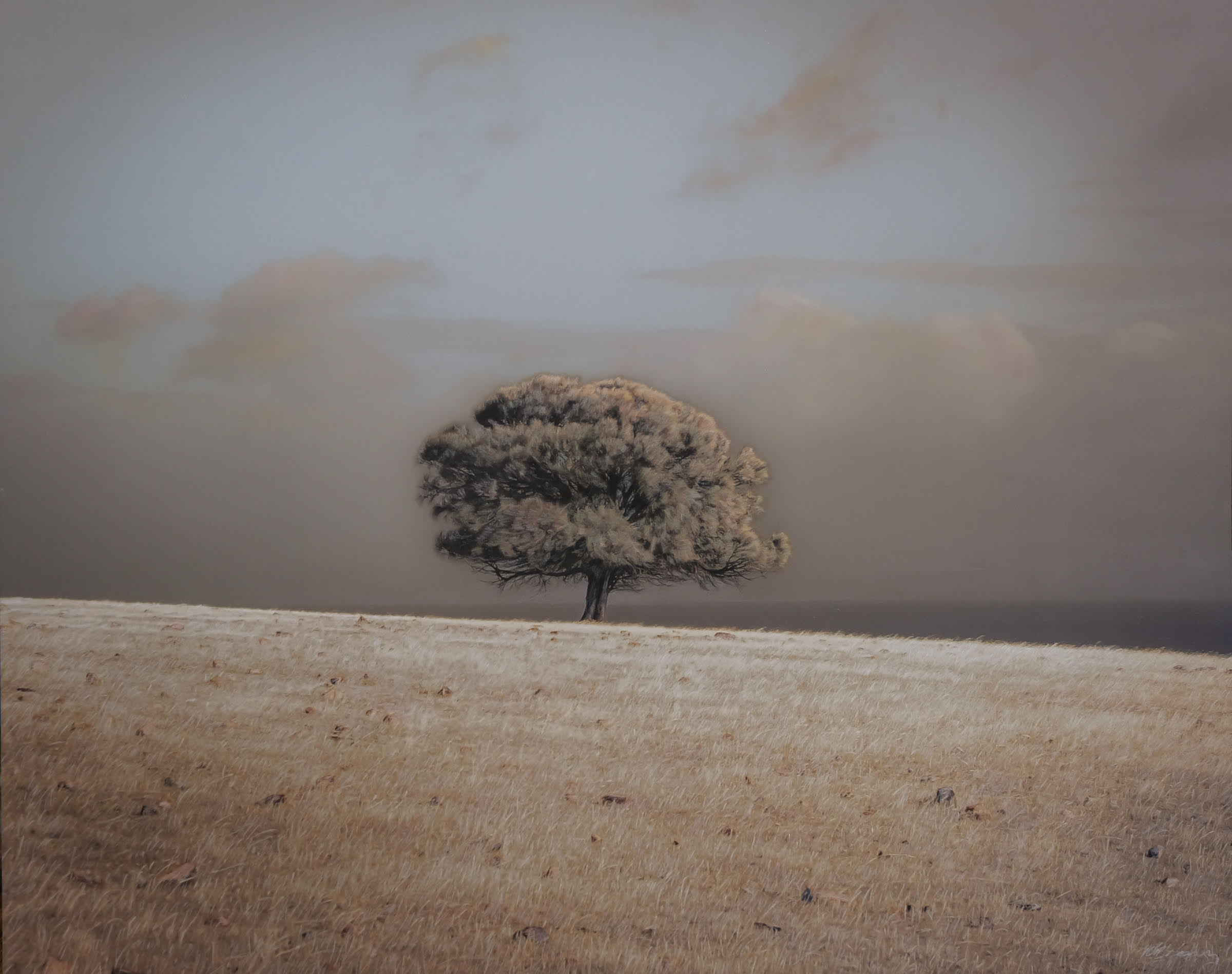 Lone Sheoak Tree