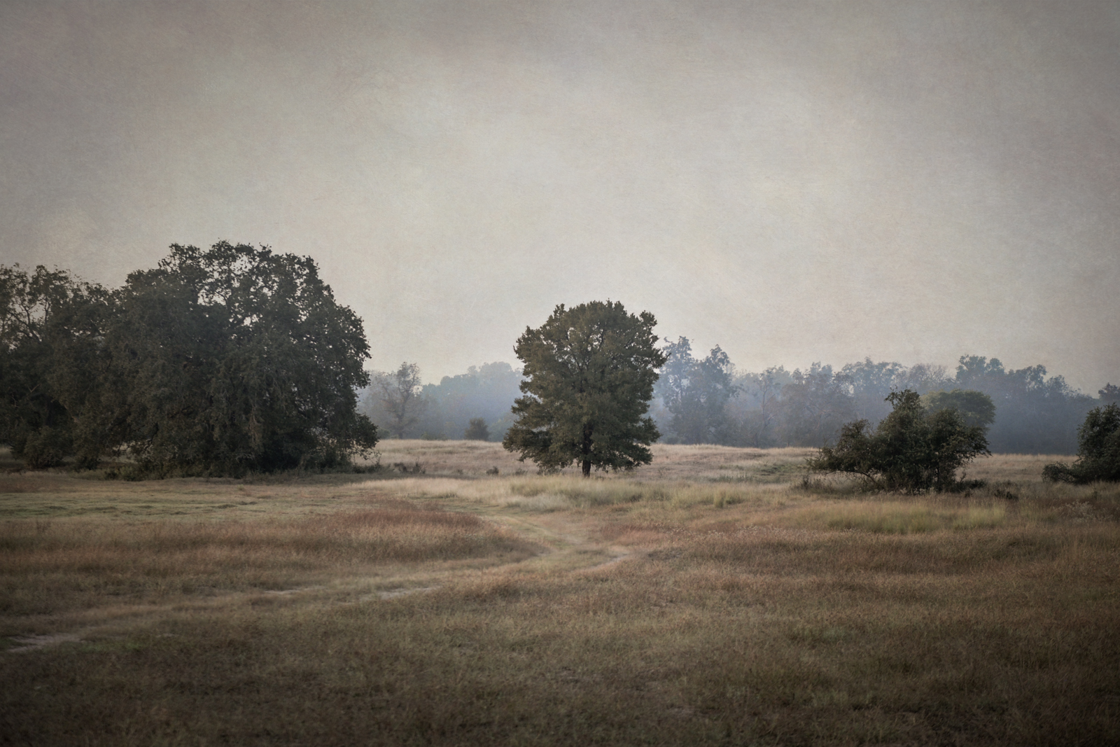 Tree in Mist, Plum Creek, Texas