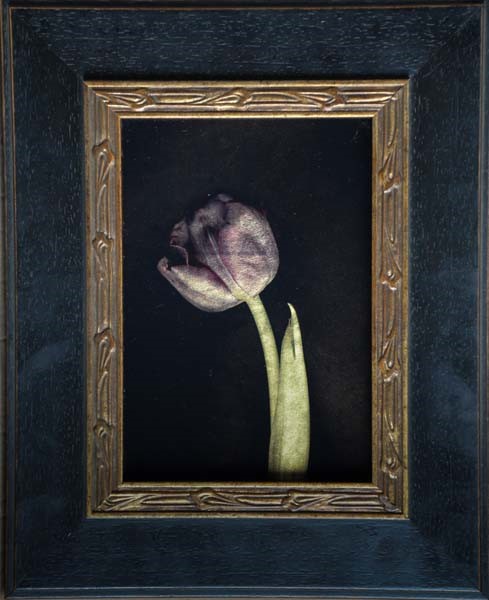 Kate Breakey, Purple Tulip