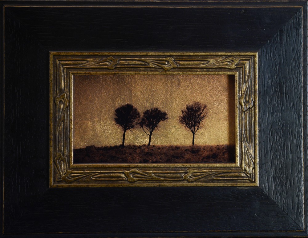 Kate Breakey, Three Sheoak Trees, Mid North, South Australia