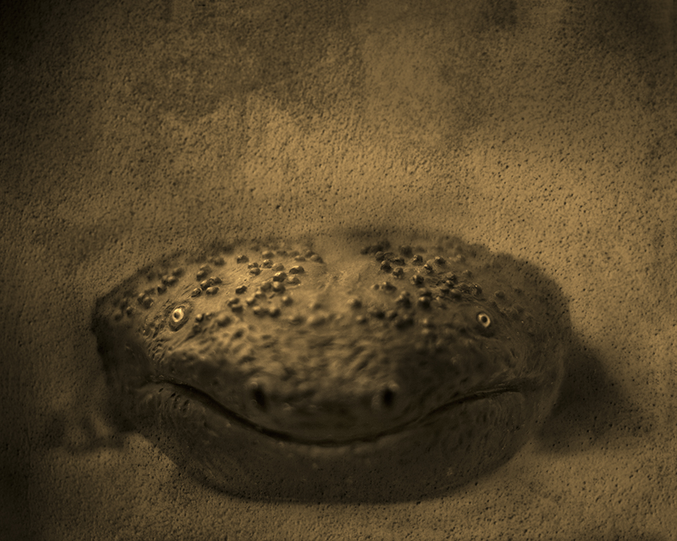 Keith Carter Hellbender