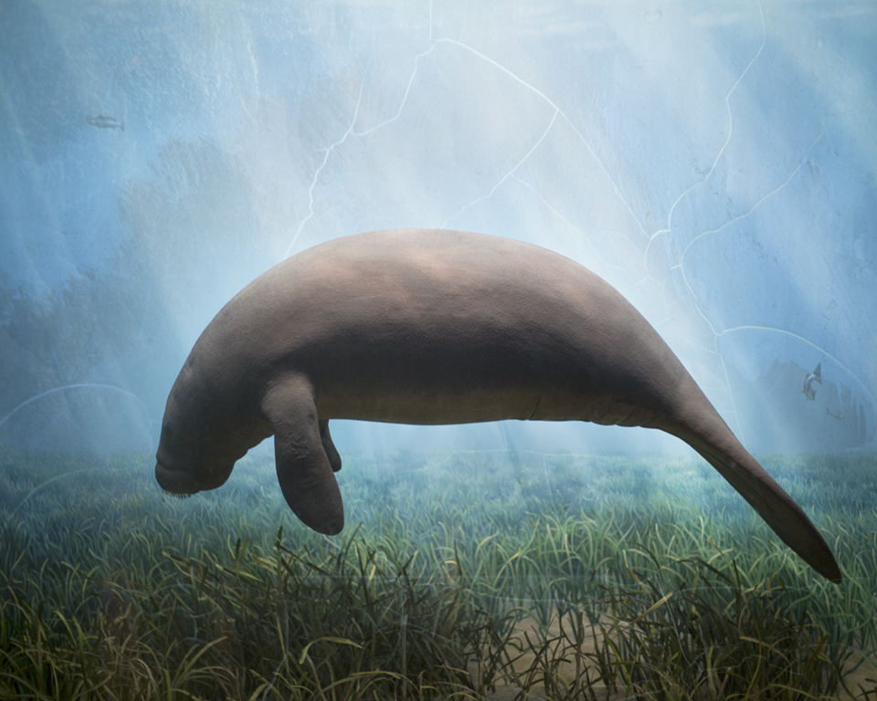 Keith Carter Manatee