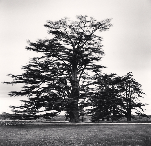 Domaine de Chaumont-sur-Loire, Study 3, France, Michael Kenna, Catherine Couturier Gallery