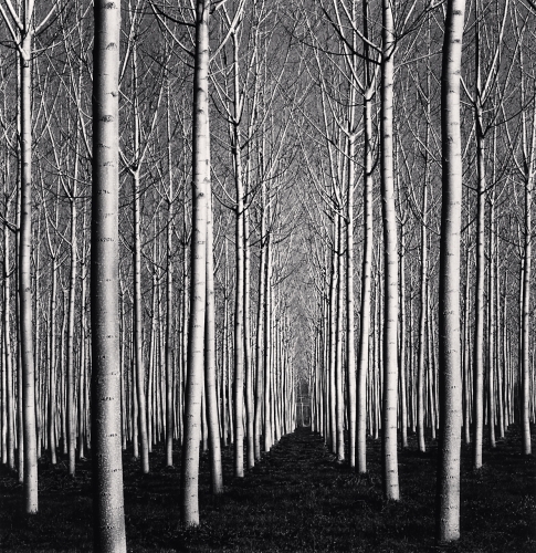 Spring Poplar Trees, Pavia, Italy, Catherine Couturier Gallery