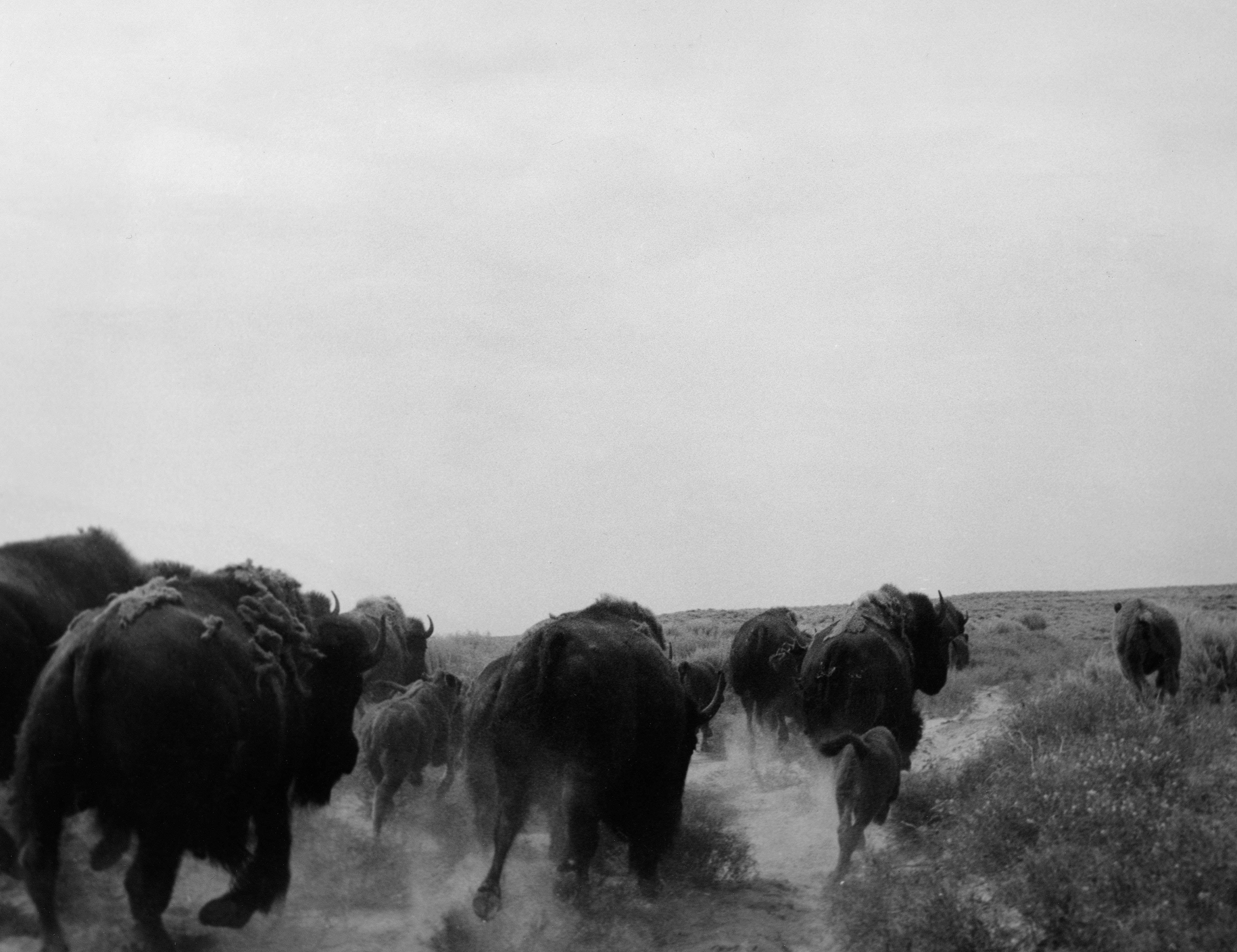 Buffalo Herd - Todd Webb