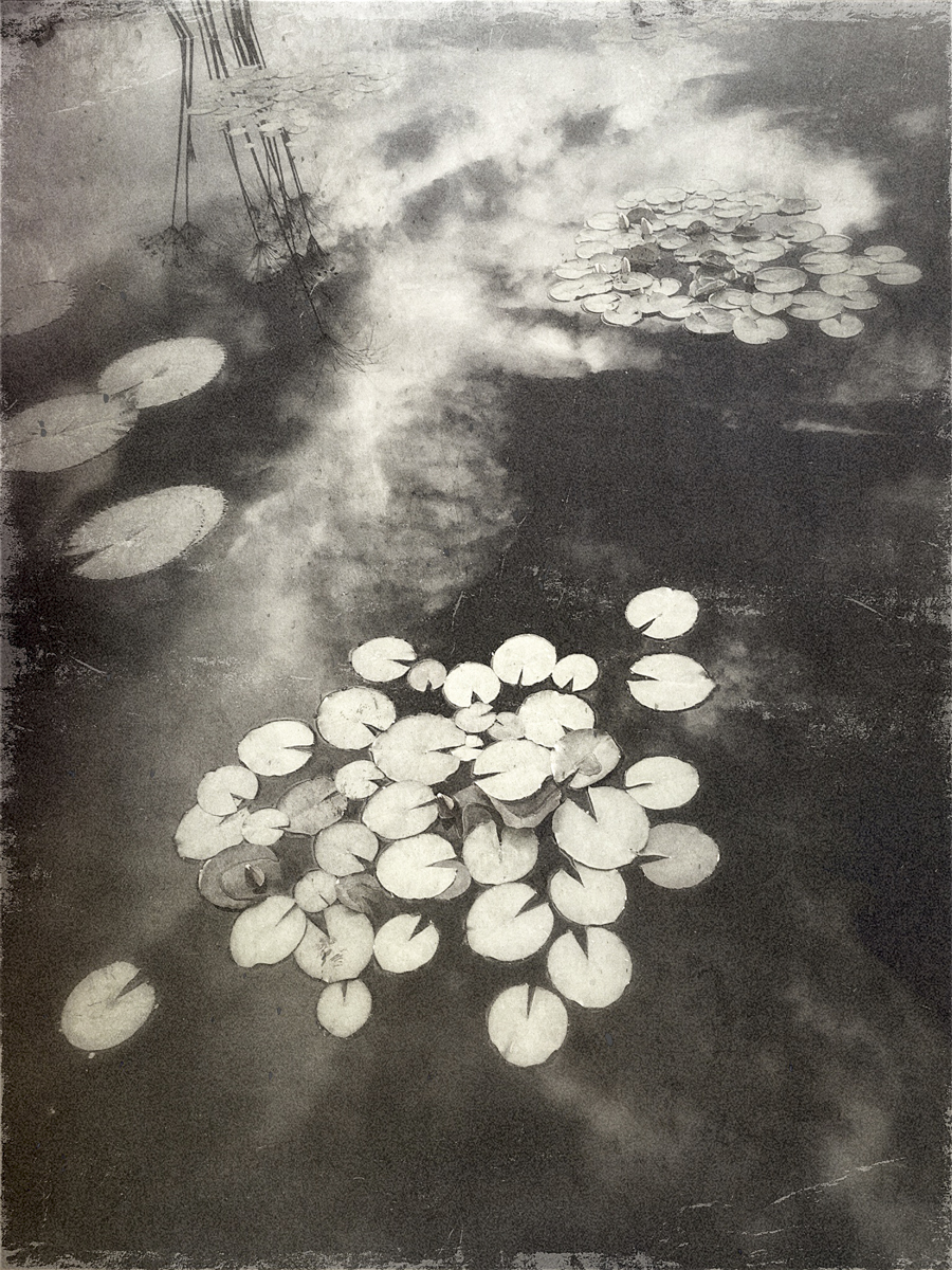 Wendi Schneider, Lily Pads II, 2016, Catherine Couturier Gallery